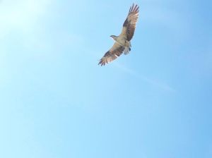 Osprey flying free